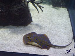 Haus des Meeres 4.02.2026